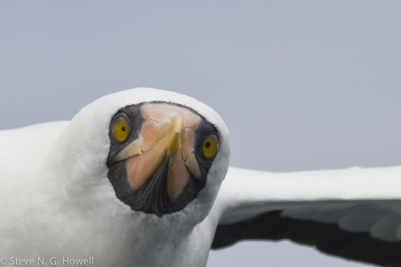 Tropical latitudes bring with them boobies, here a curious Nazca Booby, Credit: Steve Howell